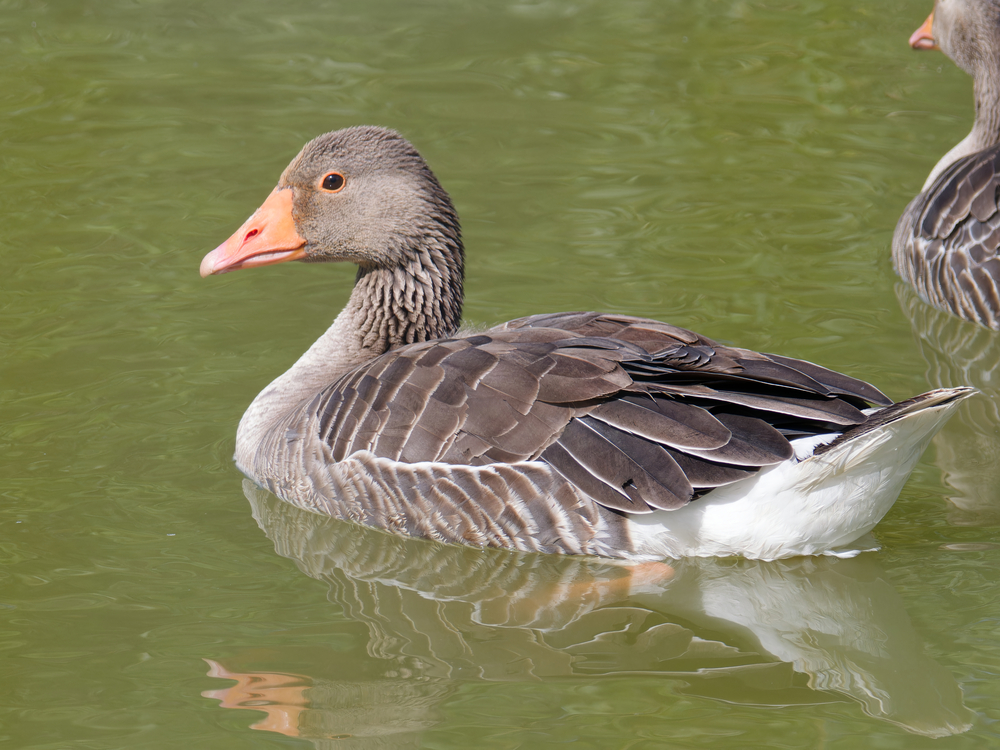 Photo of Greylag Goose